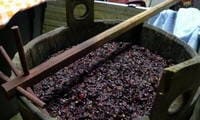 Чача из винограда в домашних условиях - 5 простых рецептов с пошаговым фото